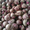 Củ dền Đà Lạt, sản phẩm an toàn